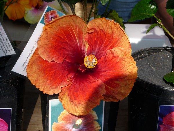 Hibiscus (orange)