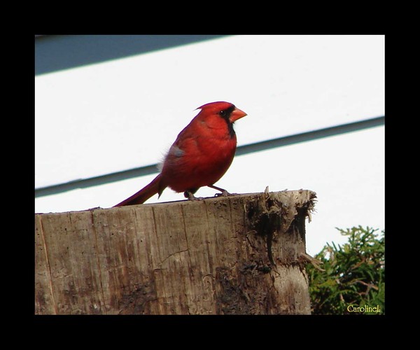 Cardinal