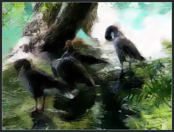 Geese