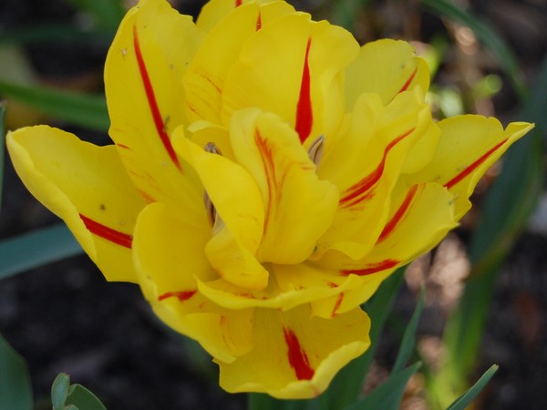 Yellow tulip