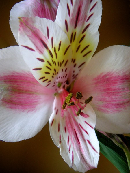 Alstroemeria Close