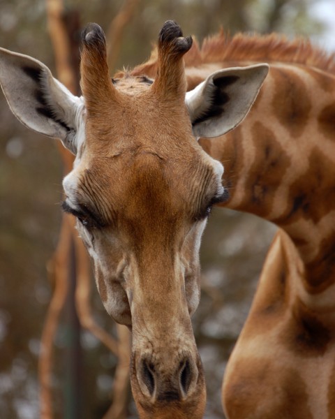 Giraffe No.2 - Chester Zoo