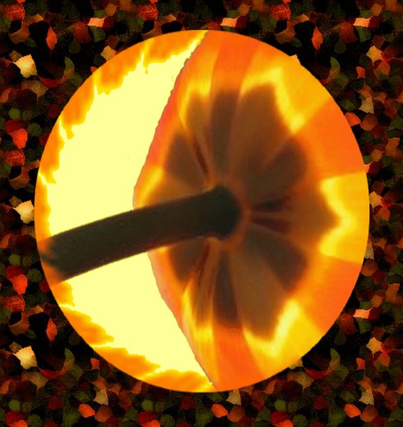 TULIP ORANGE