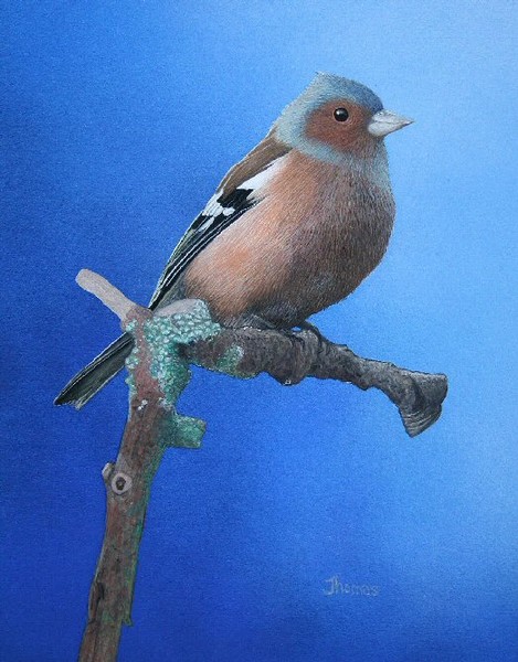 Chaffinch