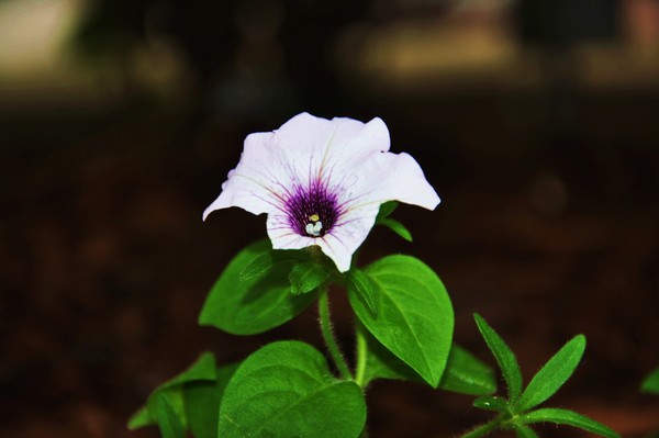 wounded beauty