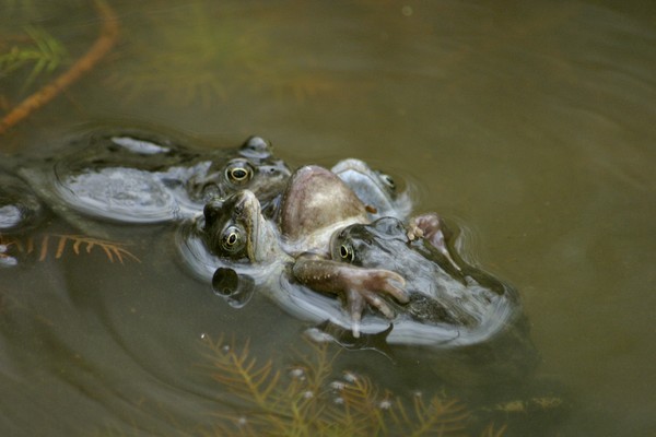 naughty frogs