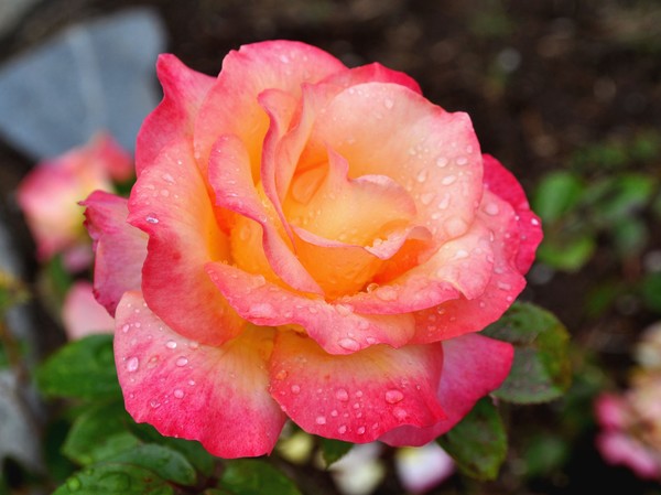morning dew