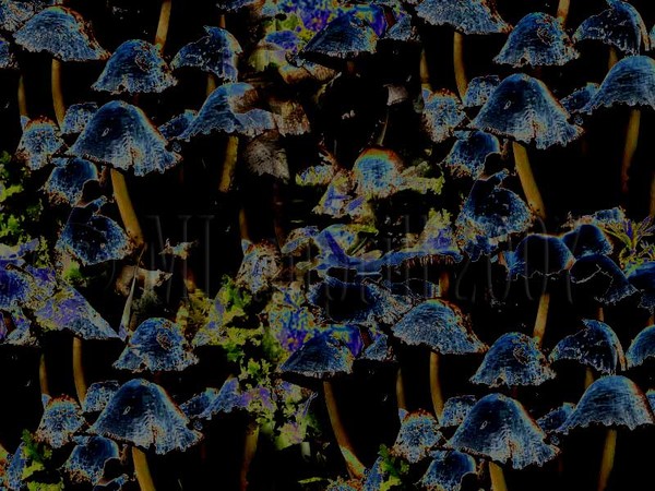 MUSHROOMS