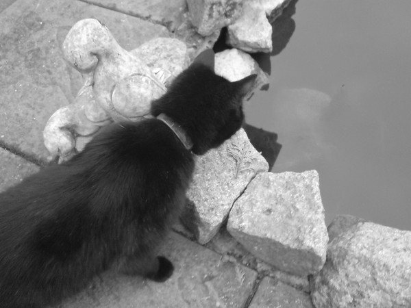 Curiosity Killed The Cat?