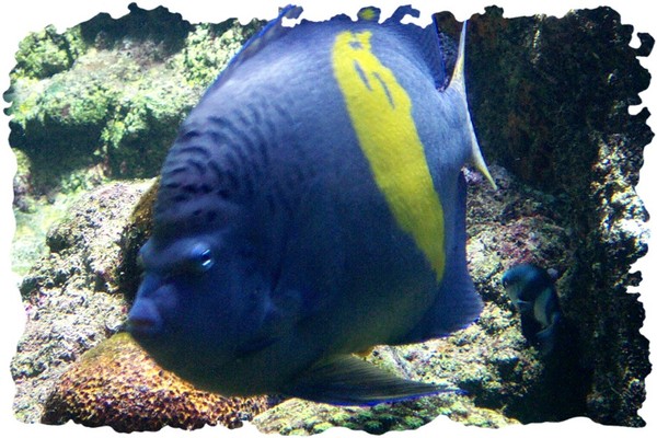 agonia