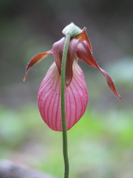 lady slipper