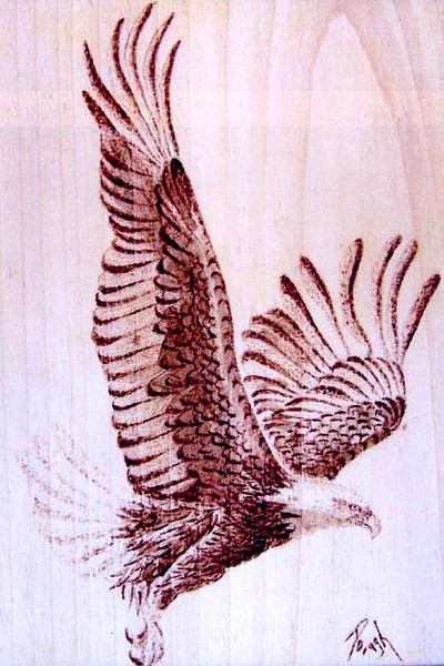 Bald Eagle