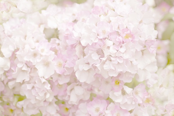 Mass of pink blooms