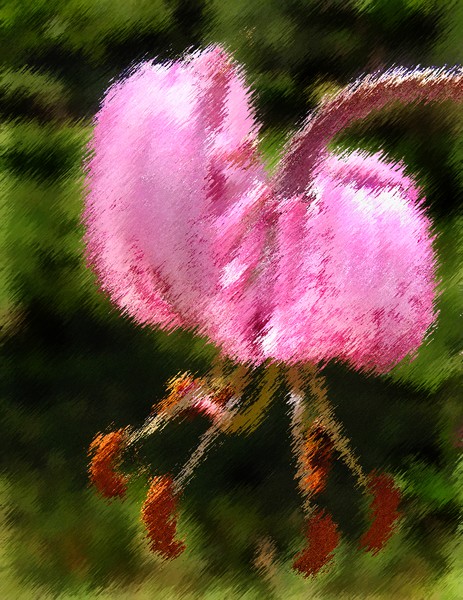 Dancing pink Turks head