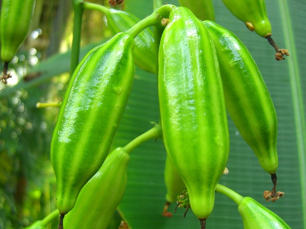 I Love Green