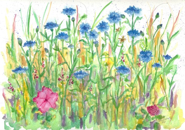 Bachelor Button Meadow