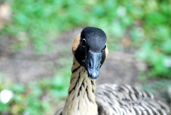 Hawiian Goose