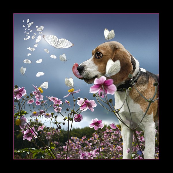 Butterfly Dog