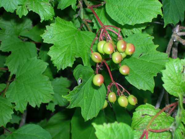 Wild Grape Tree