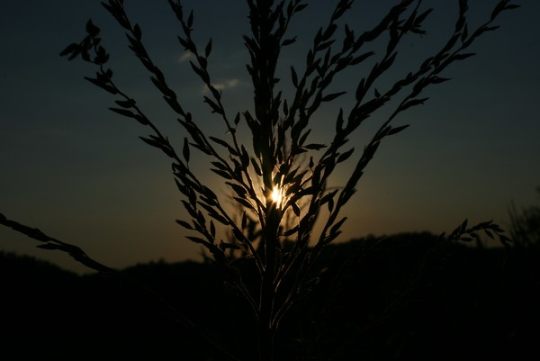 Late Corn