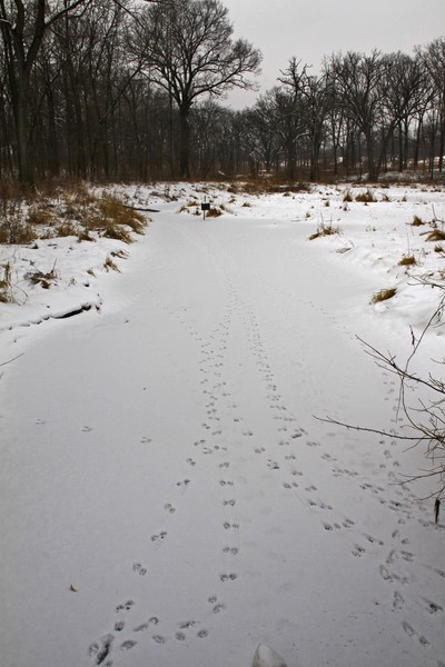 TRACKS IN THE SNOW