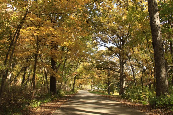 FOREST DRIVE