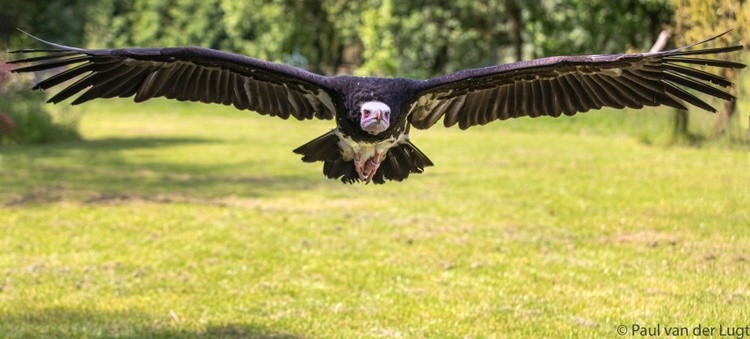 flying Vulture