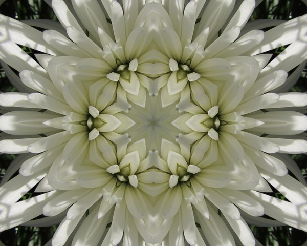 Spider Mum Shadows