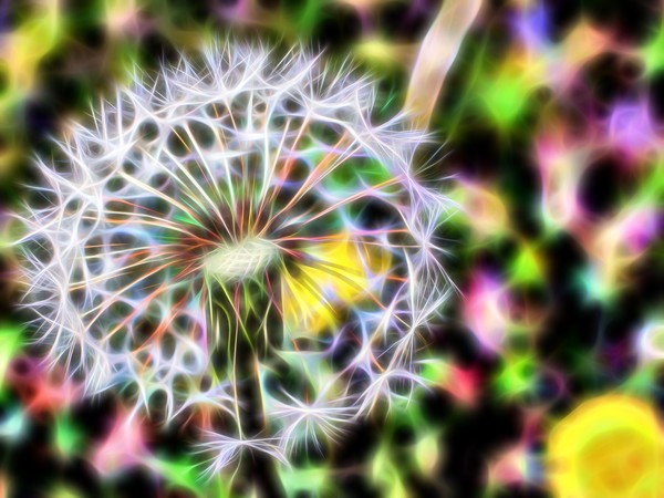 Dandelion