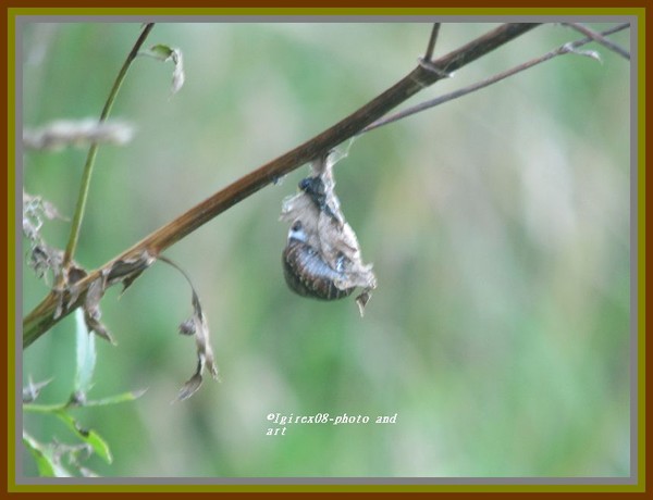 SERIES:FALL NATURE2008