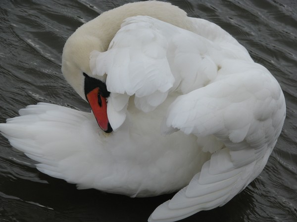The swan..series2008-2011