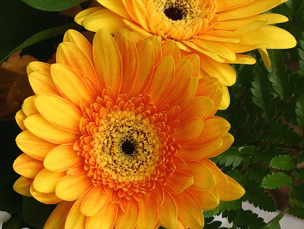 Yellow and Orange Daisy