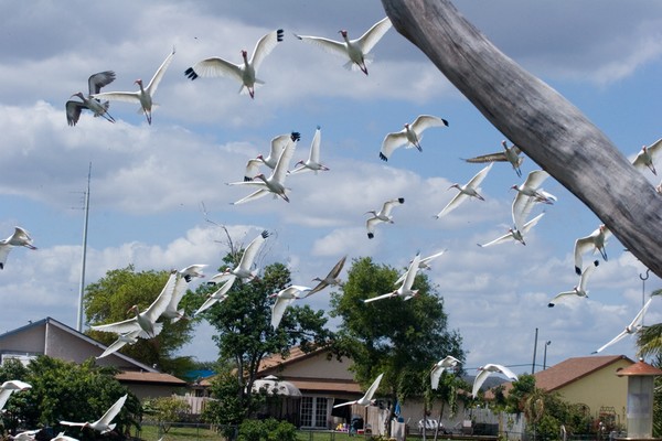 The Birds