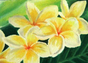 frangipani postcard