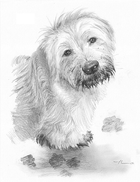 wp-lg sheep dog drawing