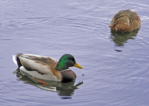 Mallard Pair 4/7/2012