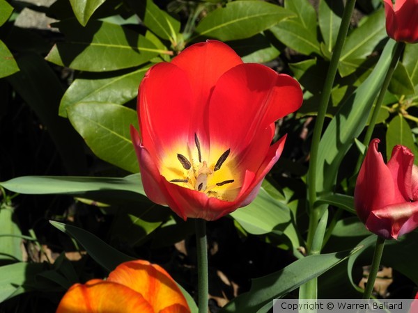 Tulips 4/30/2013