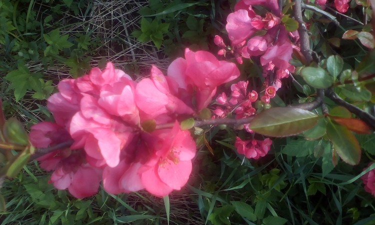 Macro