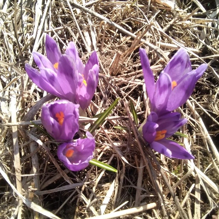 Crocuses