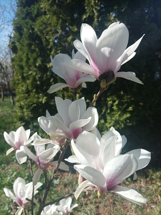 Magnolias in their splendor