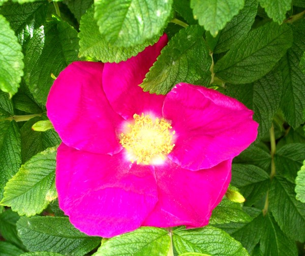 pink flower