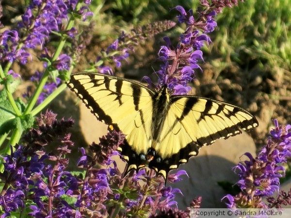 Butterfly Beauty