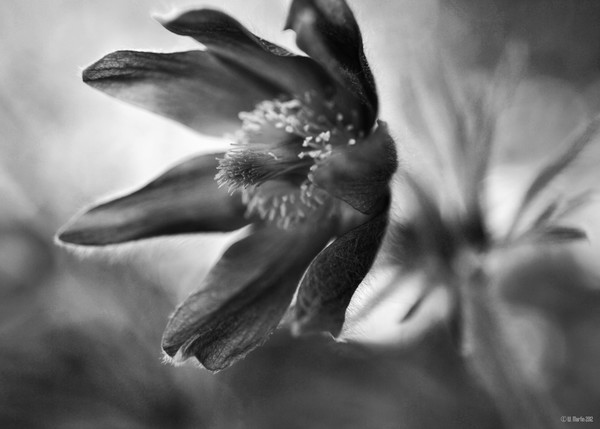 Flower at Dawn