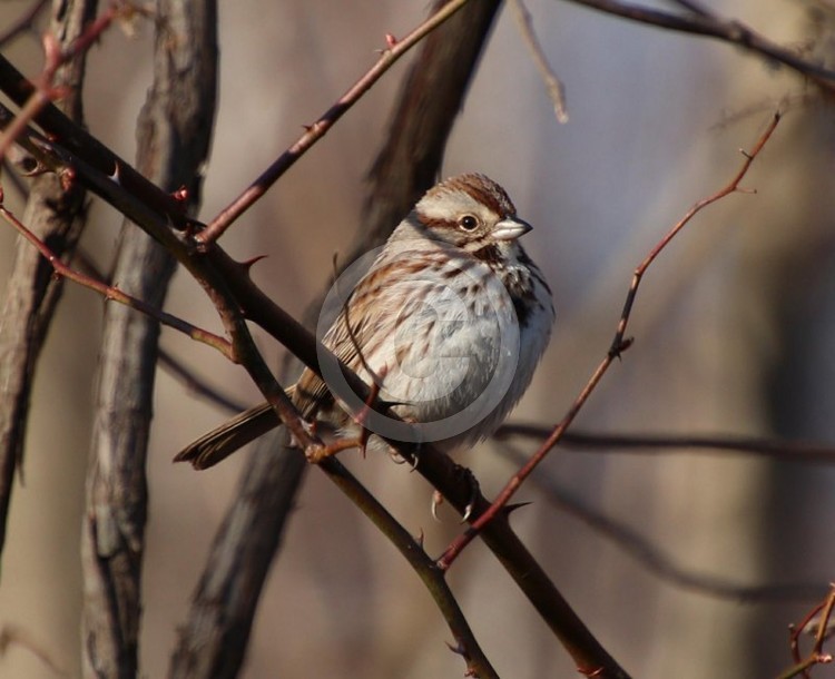 Song sparrow