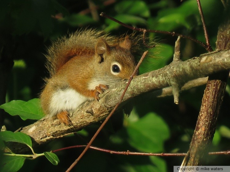 Buttons the squirrel