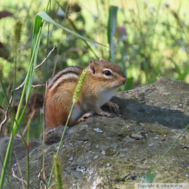 Chipmunk