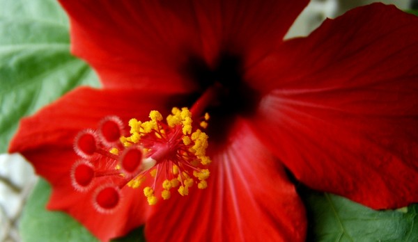 Hibiscus #2