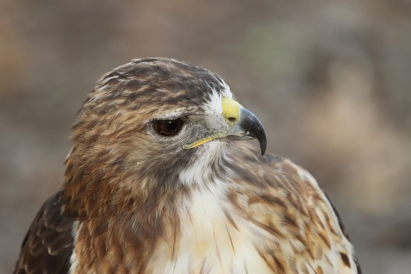 Red Shouldered Hawk