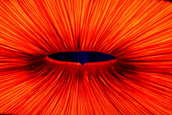 geletina rosso