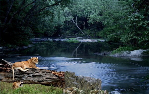 1083-Quiet Jungle Riverside Afternoon